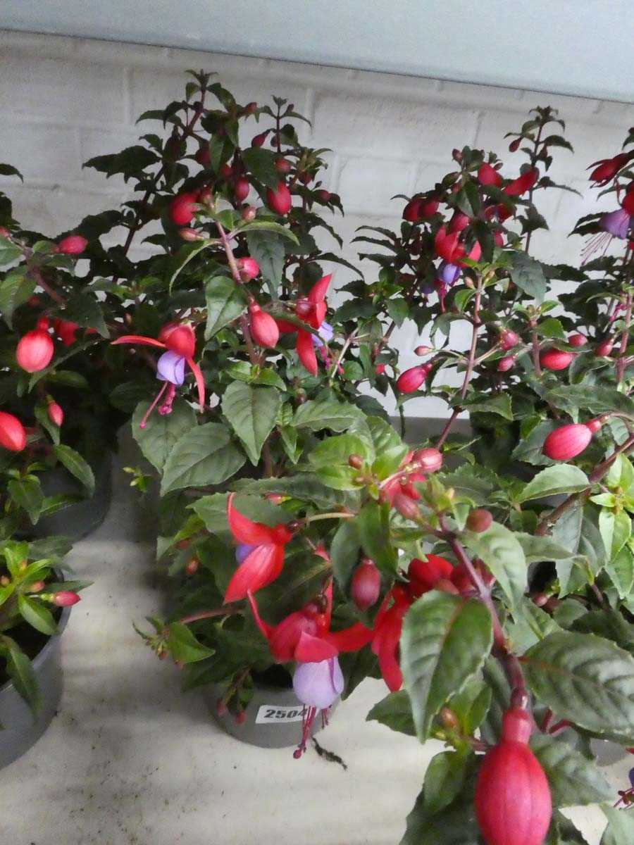Lot 2504 - Pair of potted fuchsias