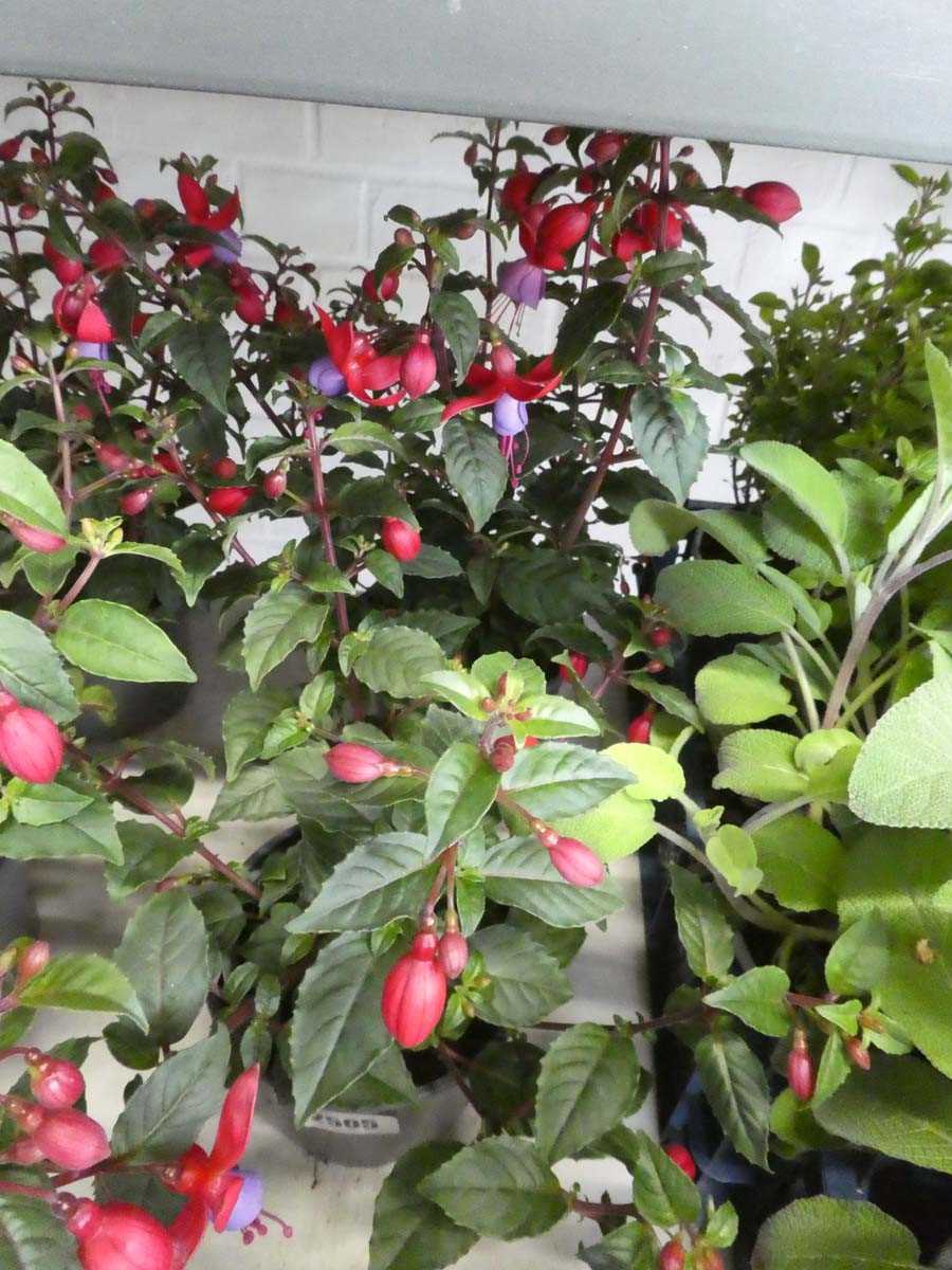 Lot 2505 - Pair of potted fuchsias