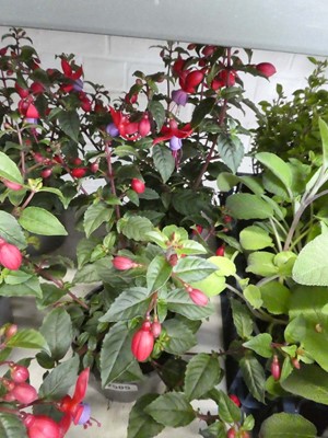 Lot 2505 - Pair of potted fuchsias
