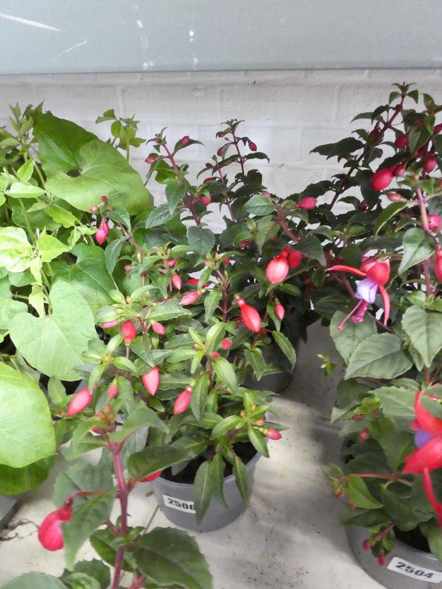 Lot 2506 - Pair of potted fuchsias