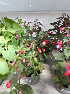 Lot 2506 - Pair of potted fuchsias