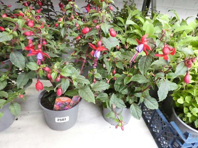 Lot 2507 - Pair of potted fuchsias