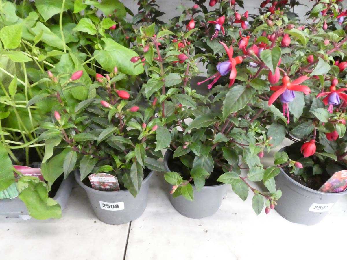 Lot 2508 - Pair of potted fuchsias