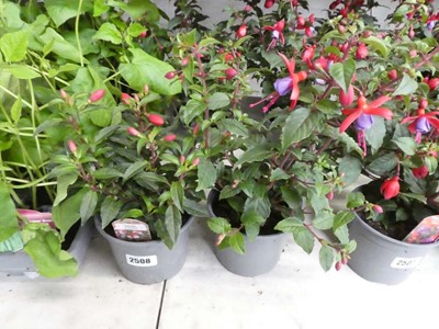 Lot 2508 - Pair of potted fuchsias