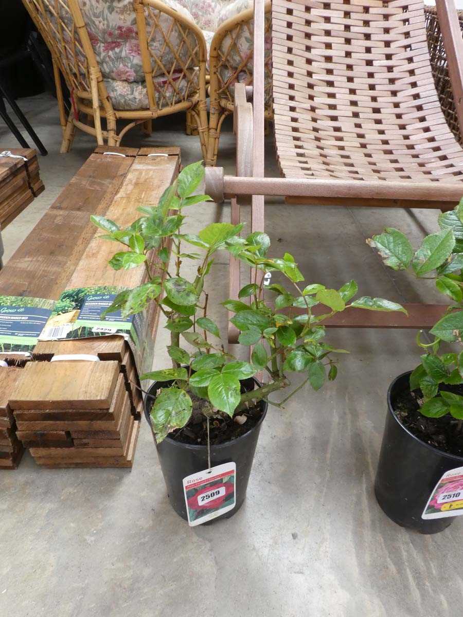 Lot 2509 - Potted Gaujard hybrid tea rose