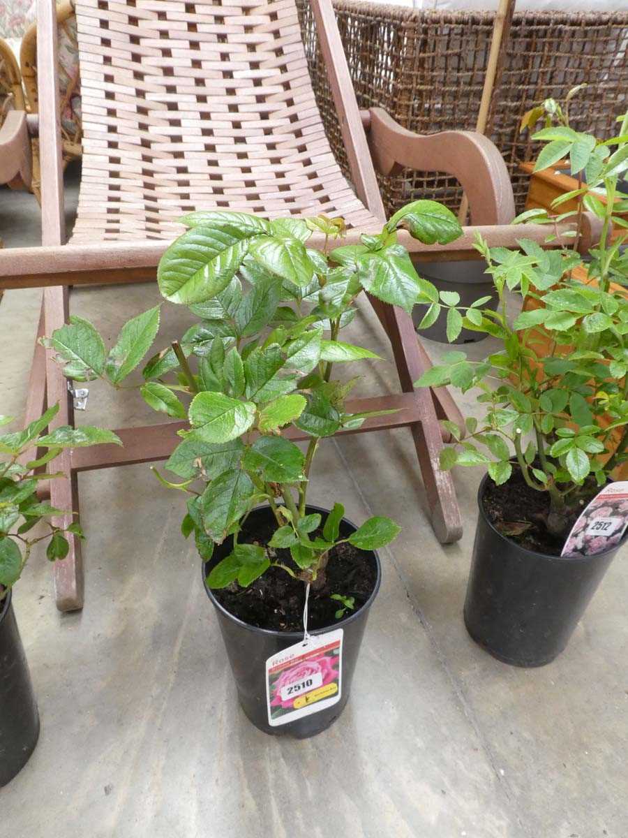Lot 2510 - Potted Birthday Boy hybrid tea rose