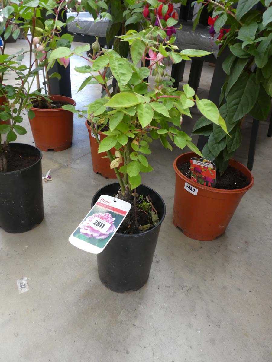 Lot 2511 - Potted Arthur de Sansal patio rose