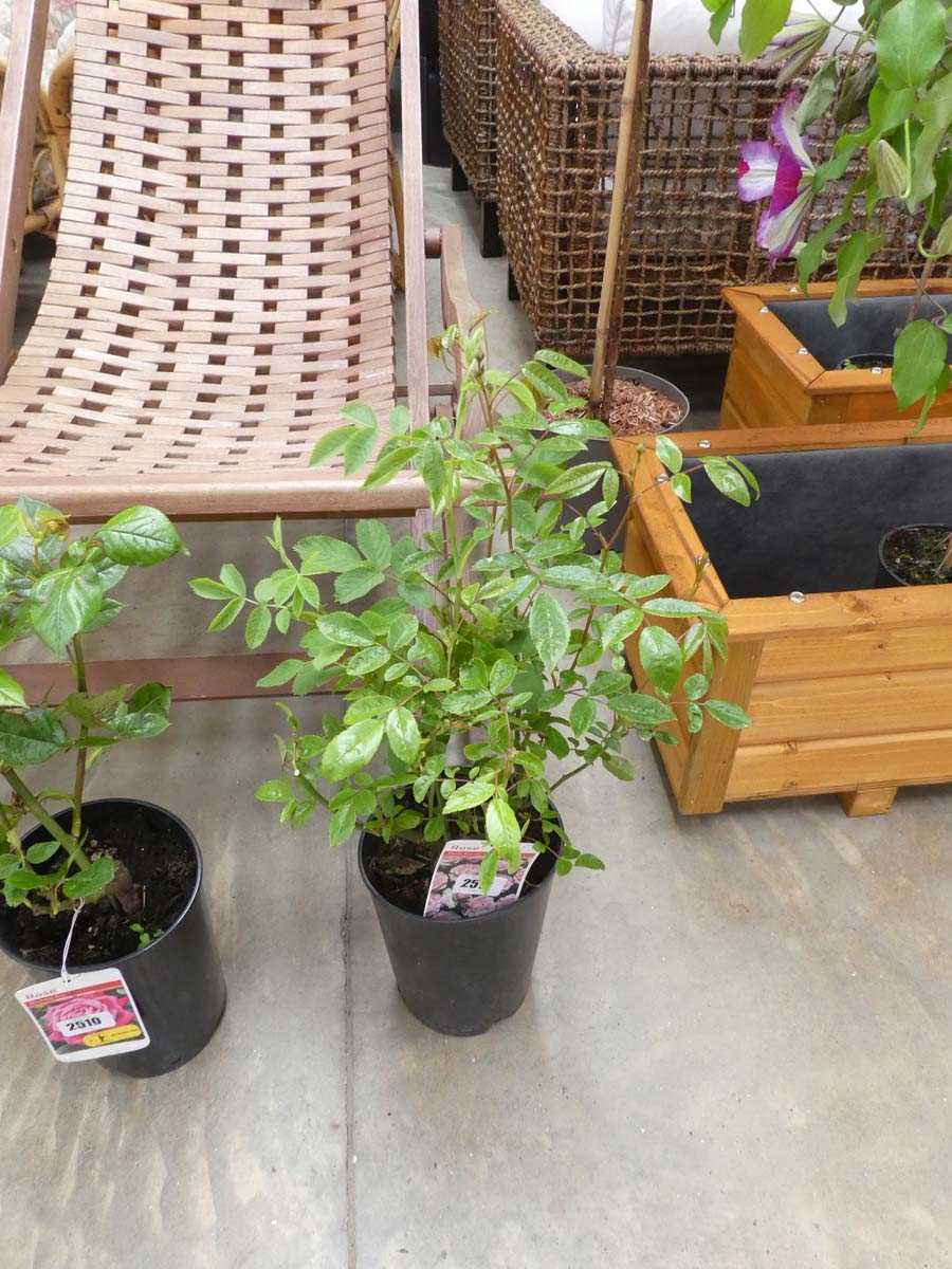 Lot 2512 - Potted Pearl Anniversary patio rose