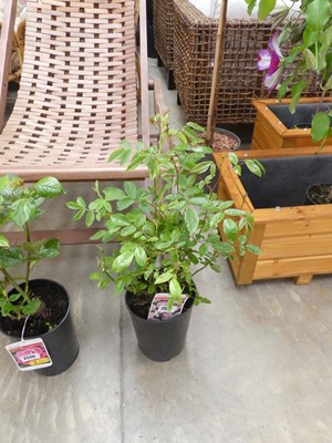 Lot 2512 - Potted Pearl Anniversary patio rose