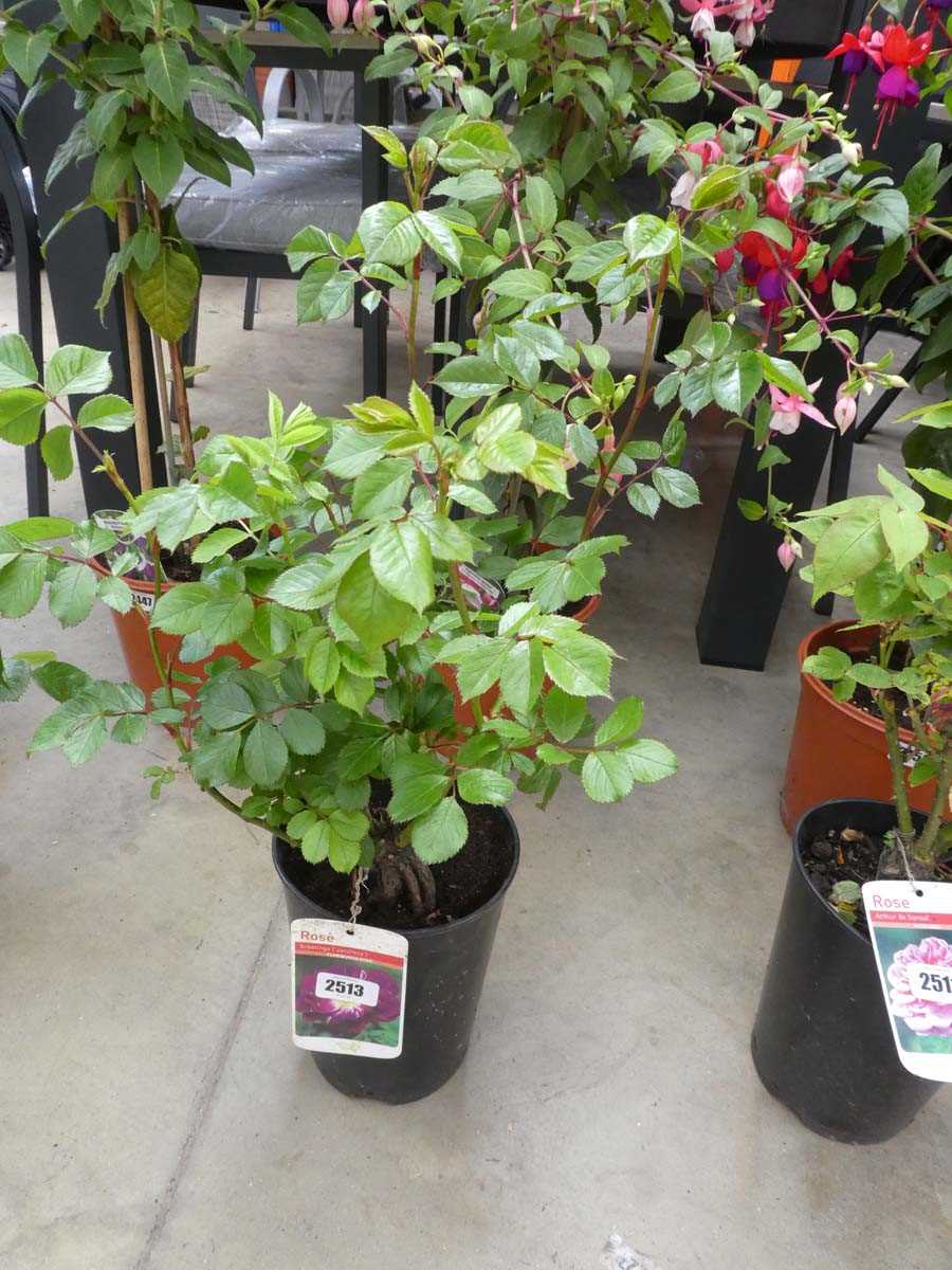 Lot 2513 - Potted Greetings floribunda rose