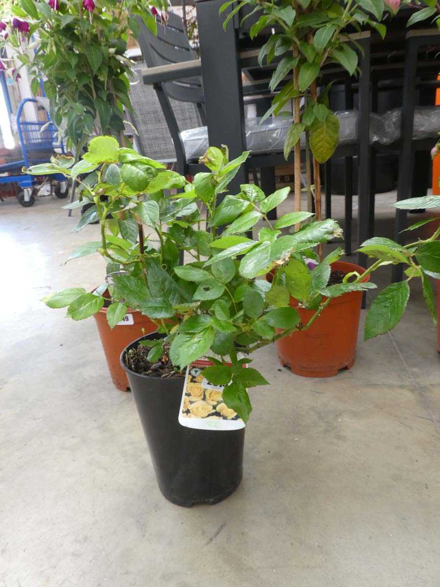 Lot 2514 - Potted Chinatown floribunda rose