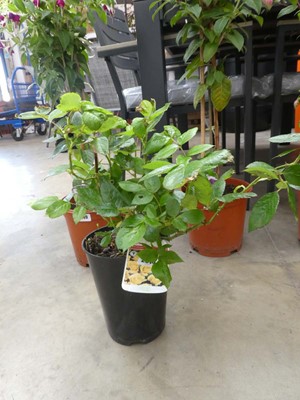 Lot 2514 - Potted Chinatown floribunda rose
