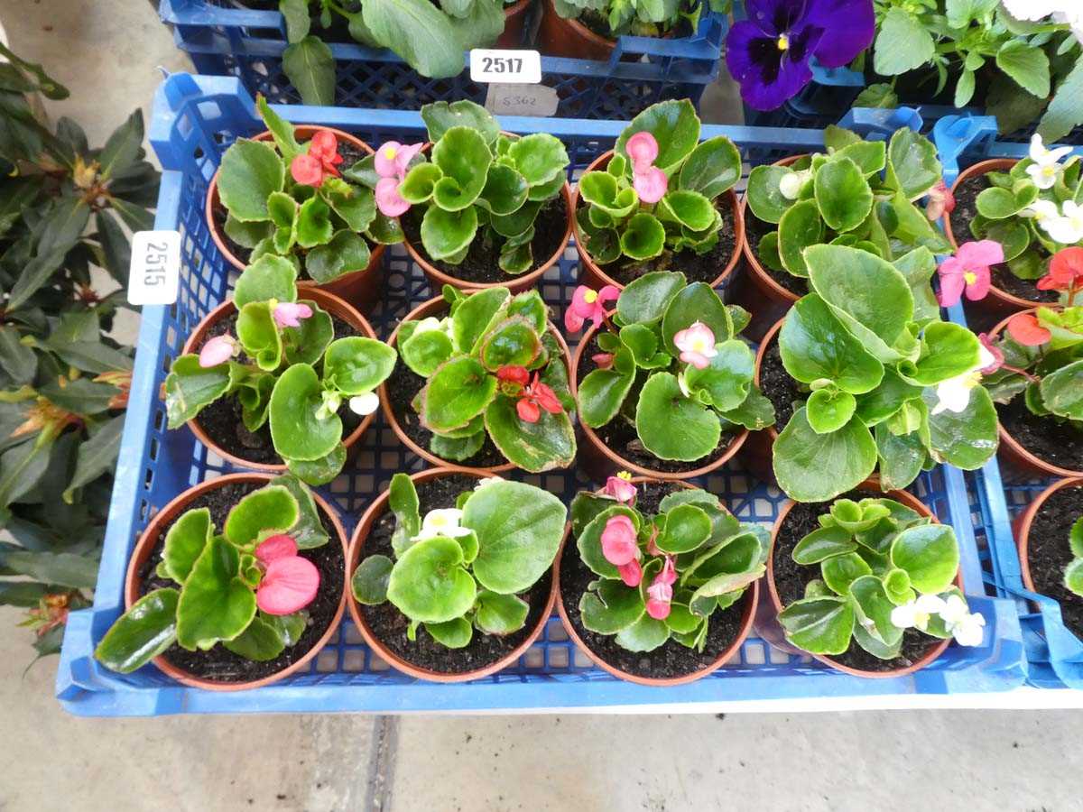 Lot 2515 - Tray containing 12 potted begonias