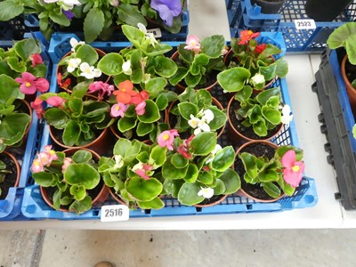 Lot 2516 - Tray containing 12 potted begonias