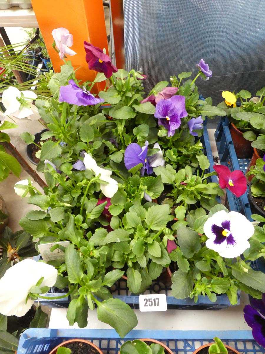 Lot 2517 - Tray containing 12 potted pansies
