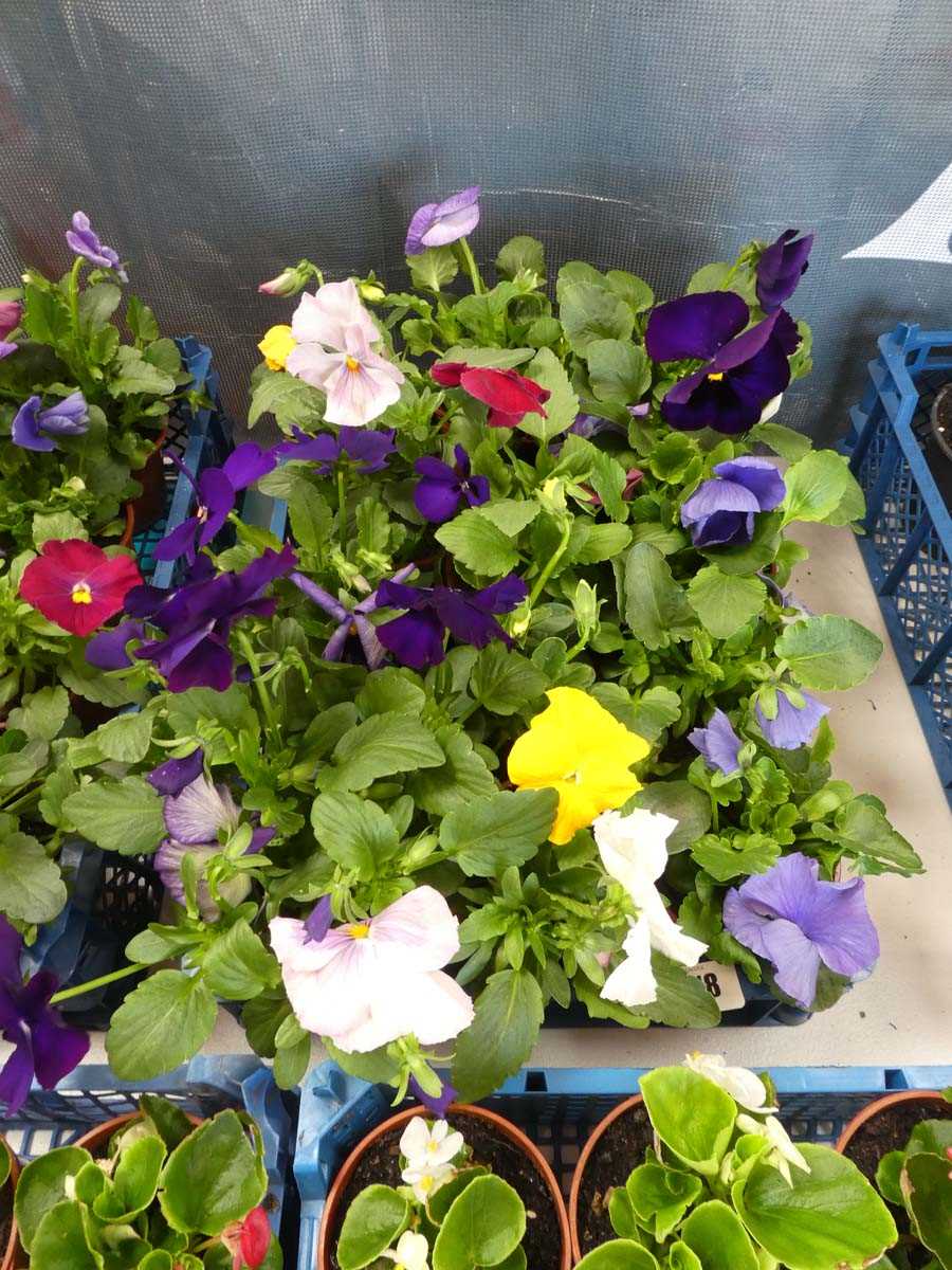 Lot 2518 - Tray containing 12 potted pansies