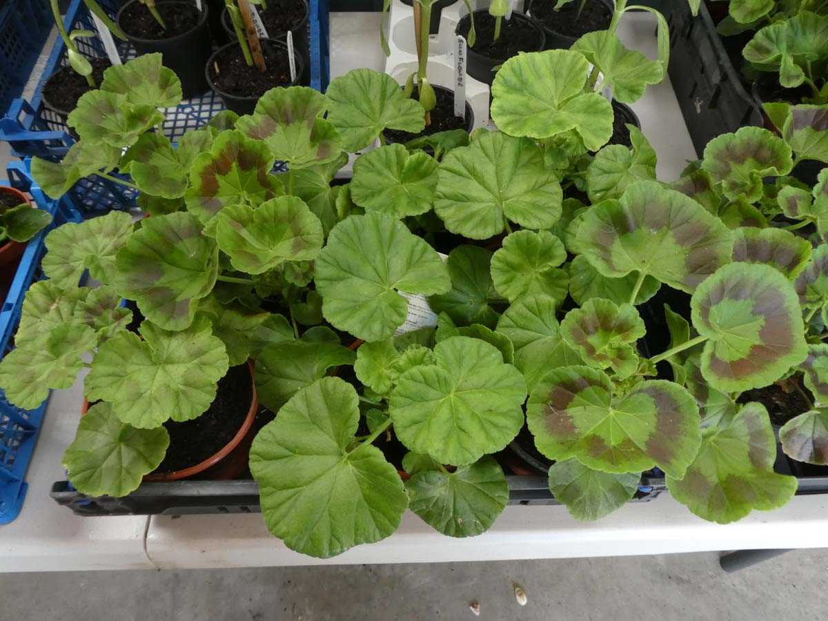 Lot 2519 - Tray containing 8 potted geraniums