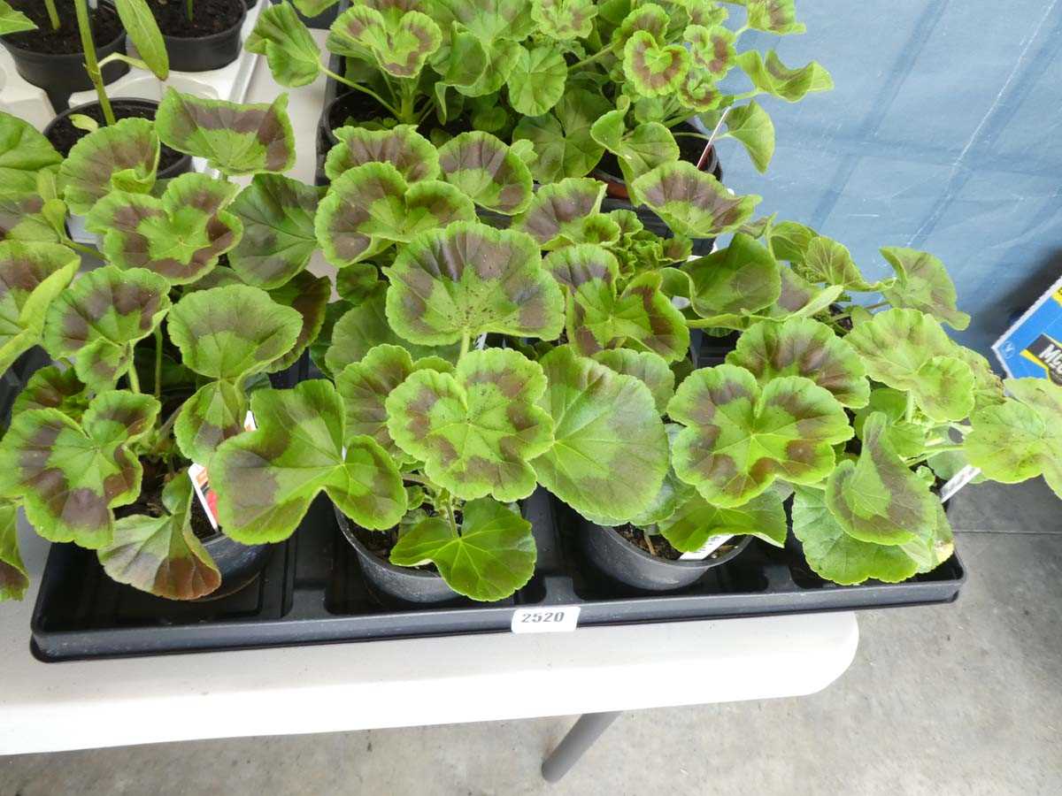 Lot 2520 - Tray containing 8 potted geraniums
