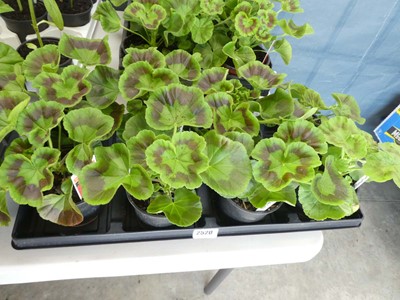 Lot 2520 - Tray containing 8 potted geraniums