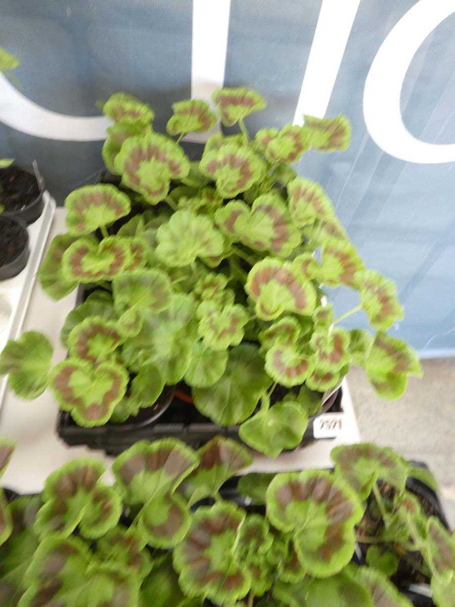 Lot 2521 - Tray containing 8 potted geraniums