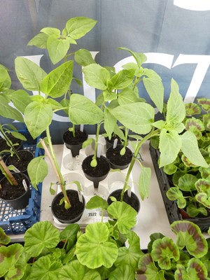 Lot 2522 - Tray containing 6 potted sunflowers
