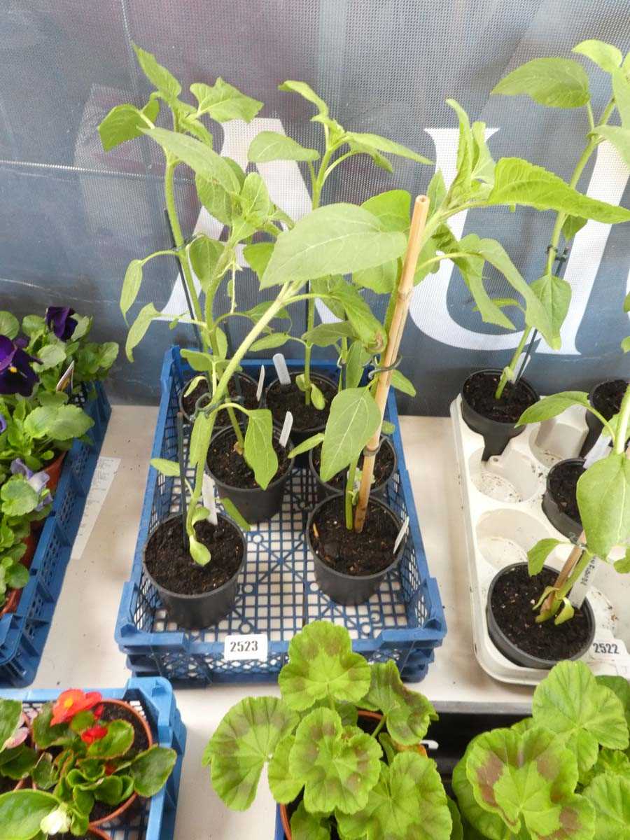 Lot 2523 - Tray containing 6 potted sunflowers