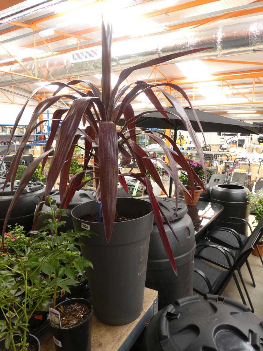 Lot 2524 - Large potted Super Star cordyline