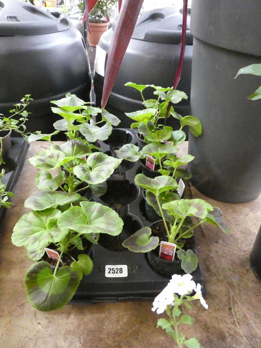 Lot 2528 - Tray containing 8 potted zonal mixed geraniums