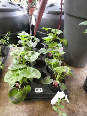 Lot 2528 - Tray containing 8 potted zonal mixed geraniums