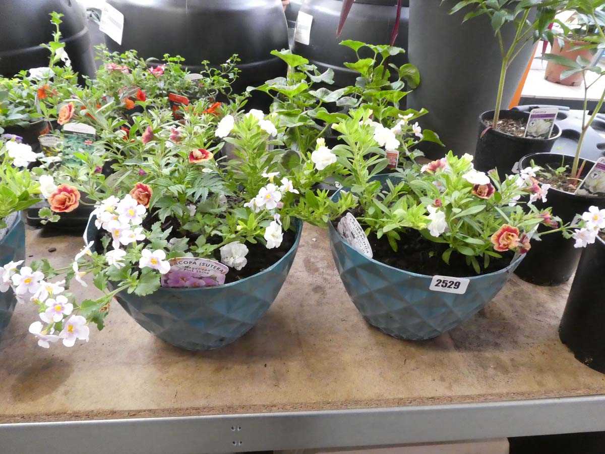 Lot 2529 - Pair of pots of mixed plants