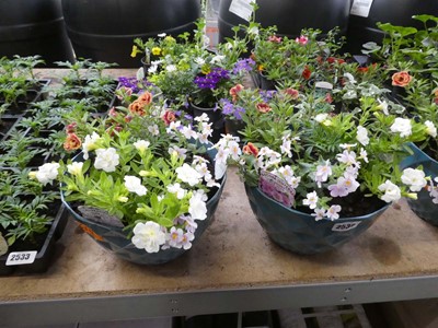 Lot 2530 - Pair of pots of mixed plants