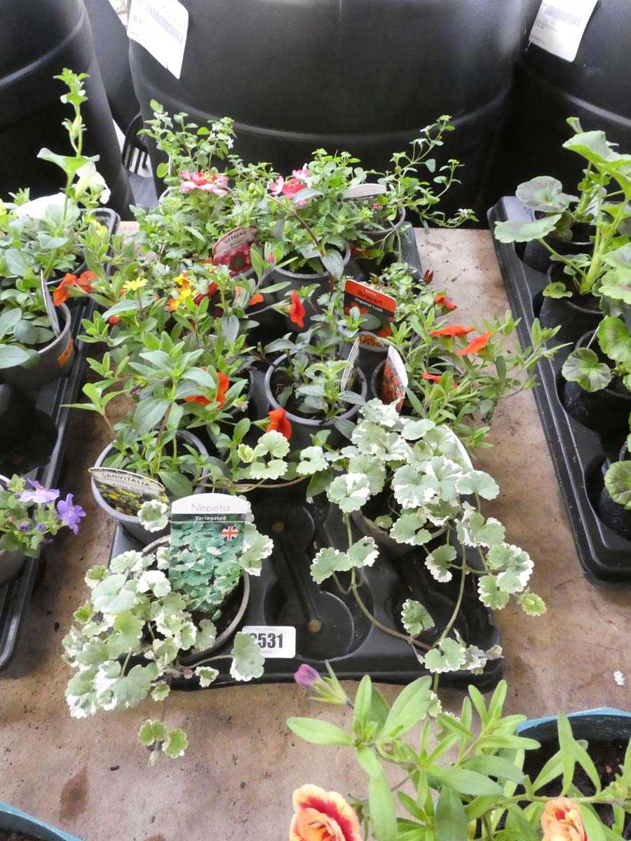 Lot 2531 - Tray containing mixed plants incl. nepeta,...