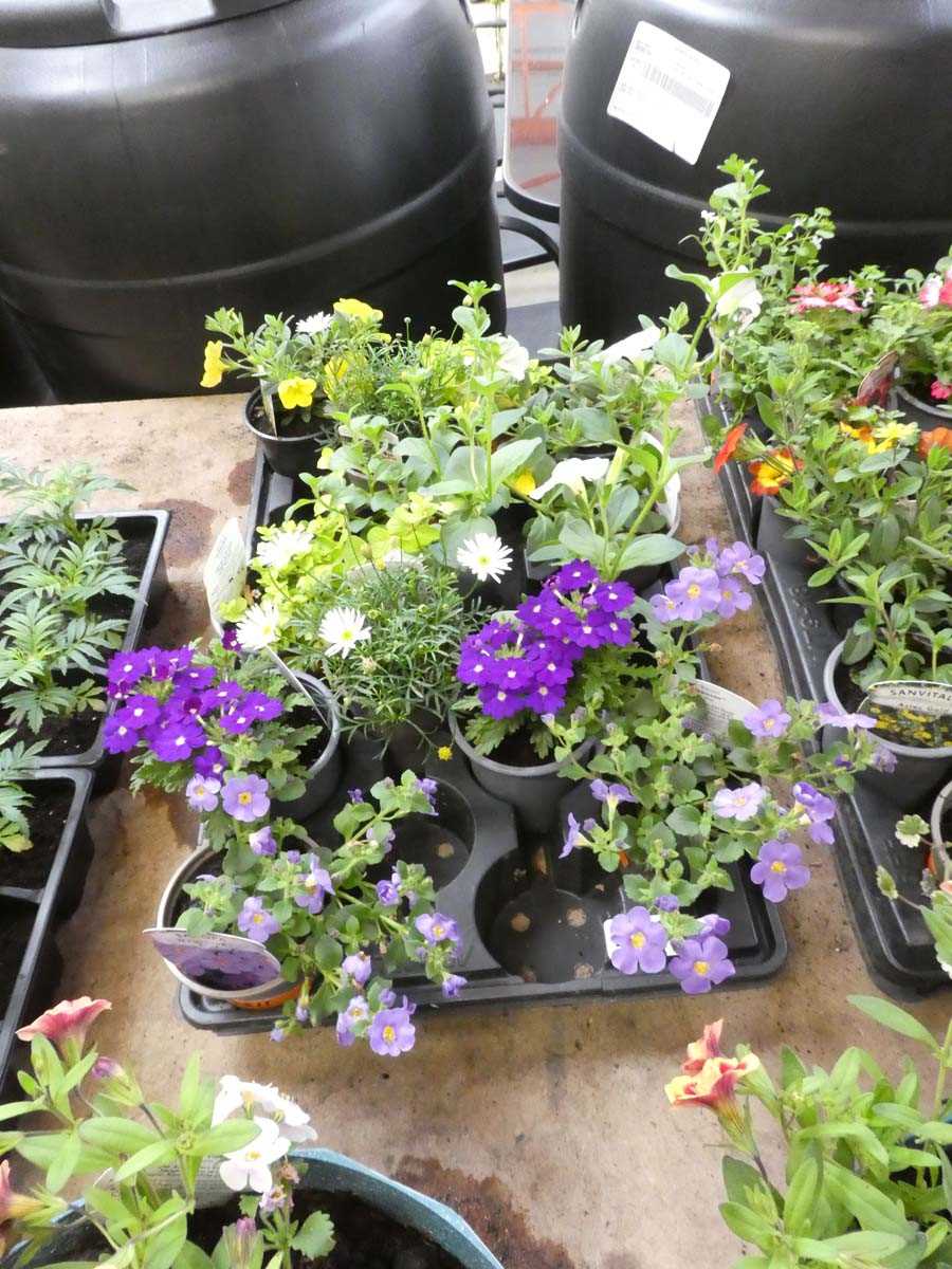Lot 2532 - Tray containing mixed plants incl. Goldilocks,...
