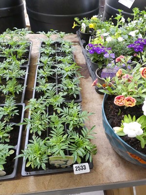 Lot 2533 - 3 trays of vanilla American marigolds