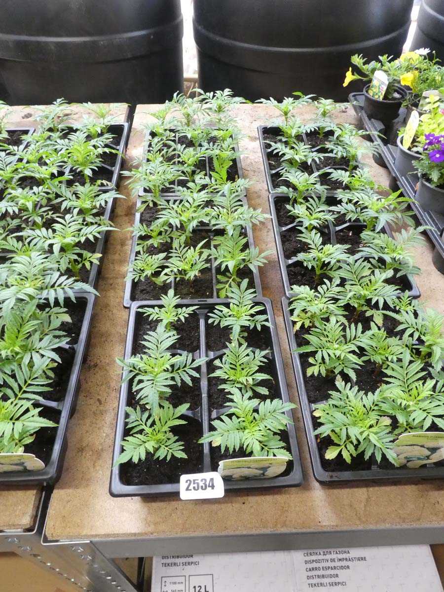 Lot 2534 - 3 trays of vanilla American marigolds
