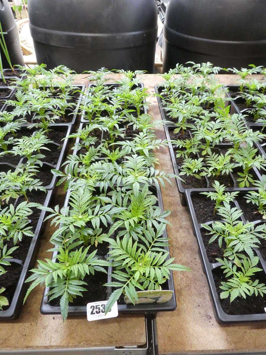 Lot 2535 - 3 trays of vanilla American marigolds