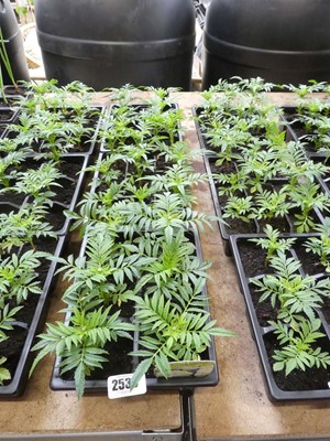 Lot 2535 - 3 trays of vanilla American marigolds