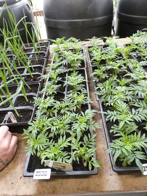 Lot 2536 - 3 trays of vanilla American marigolds