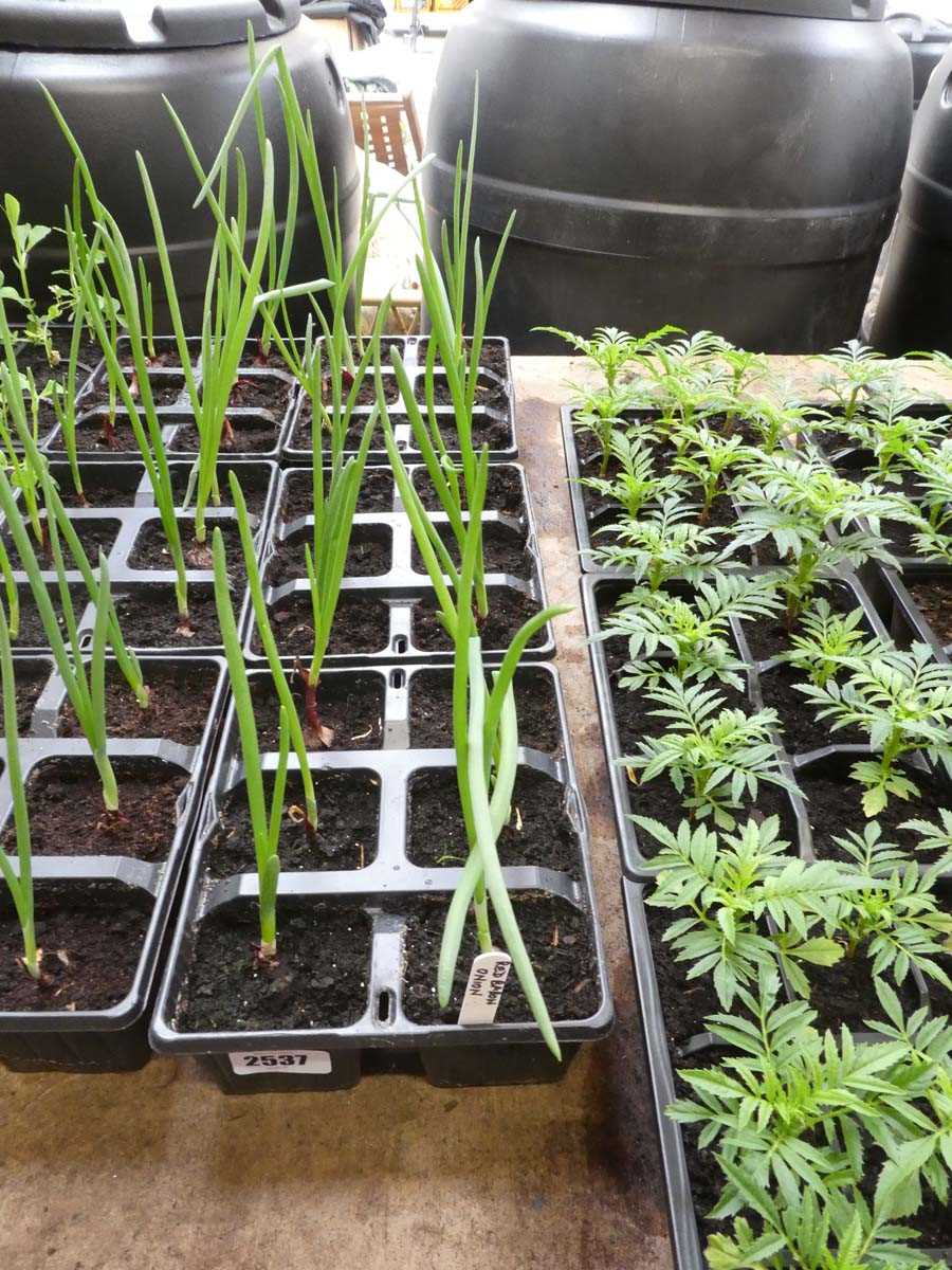 Lot 2537 - 3 trays of Red Baron onions