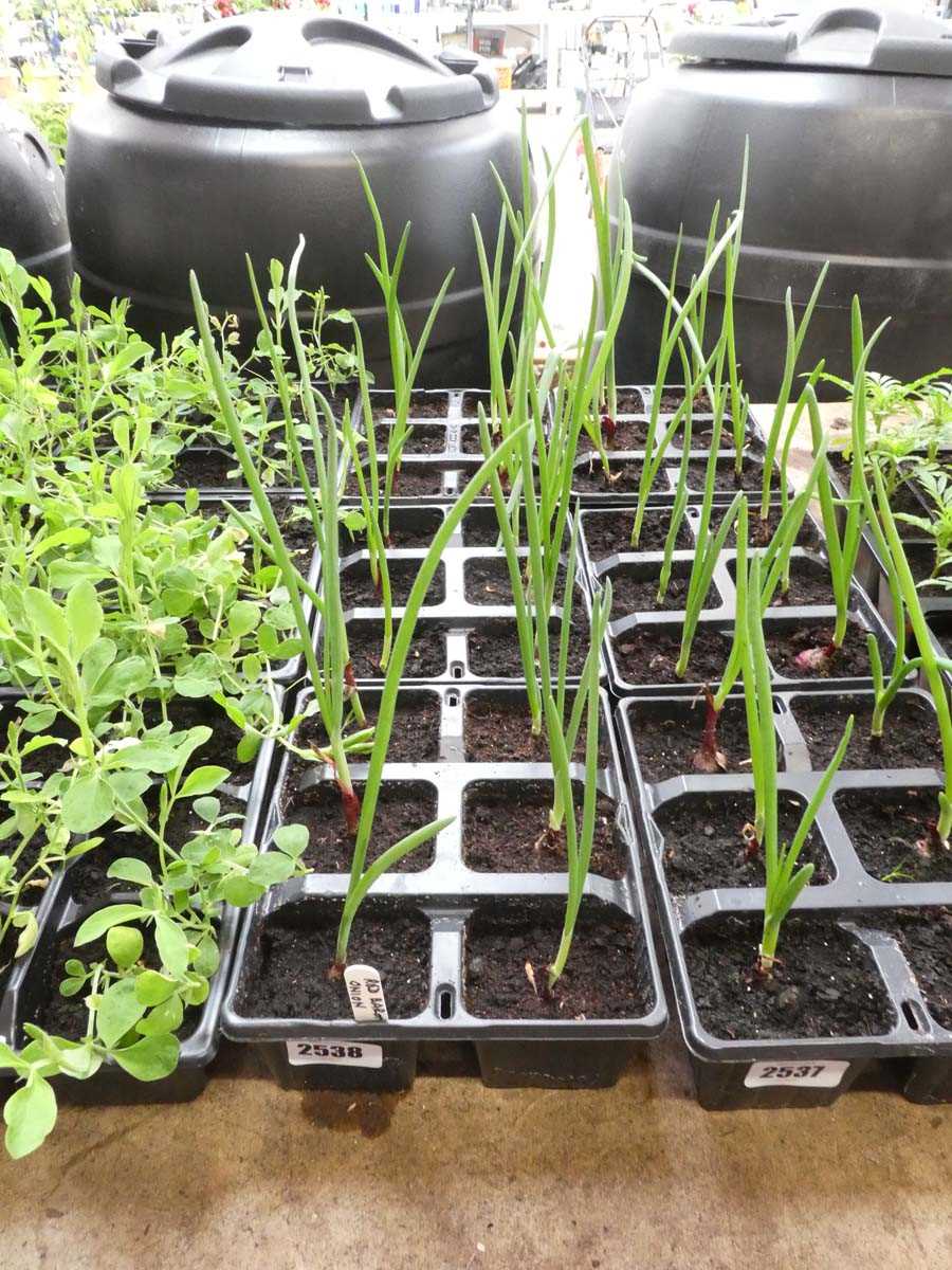 Lot 2538 - 3 trays of Red Baron onions