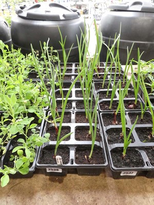 Lot 2538 - 3 trays of Red Baron onions