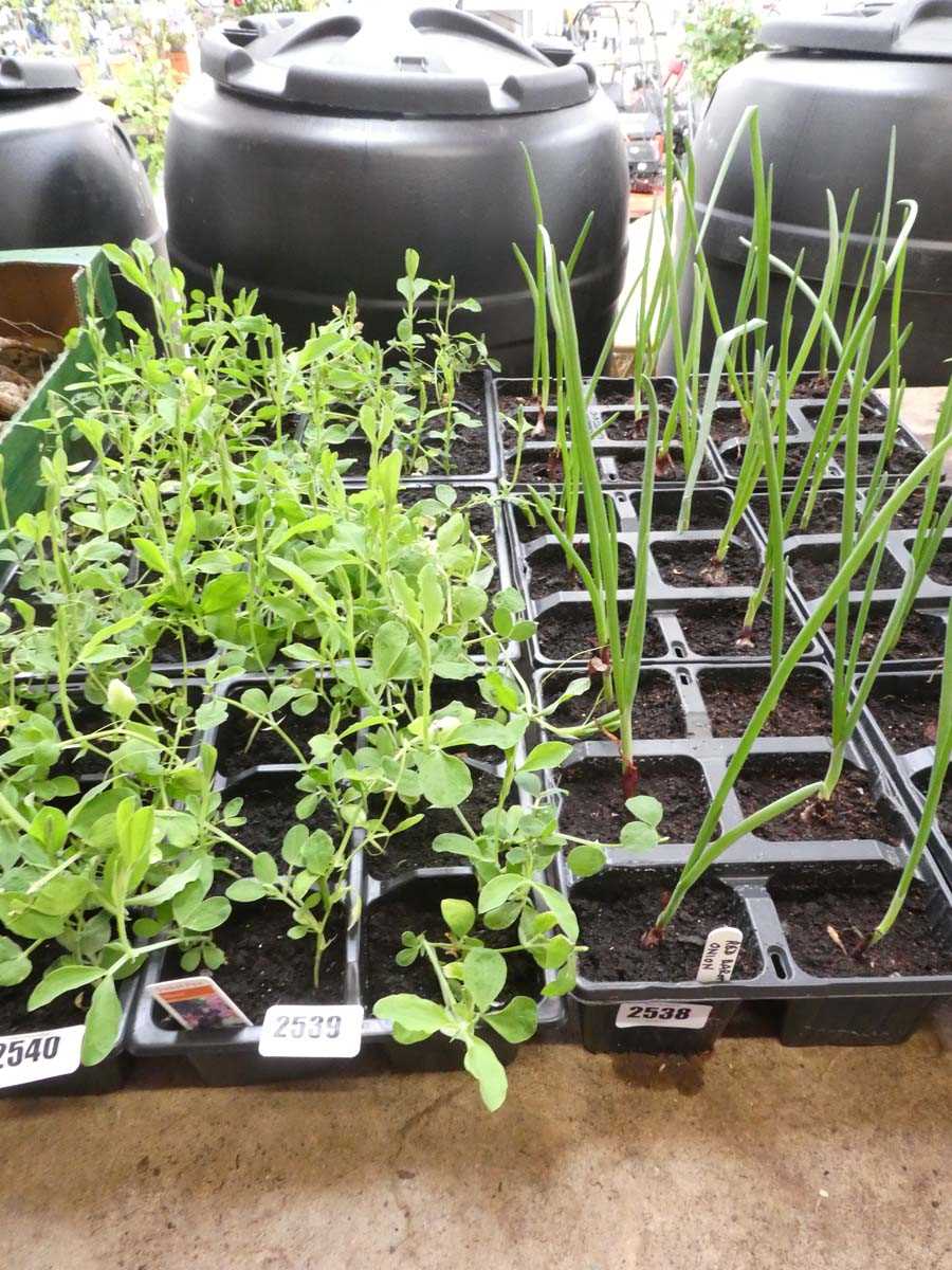 Lot 2539 - 3 trays of mixed sweet peas