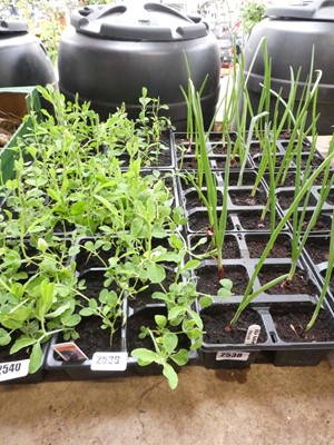 Lot 2539 - 3 trays of mixed sweet peas