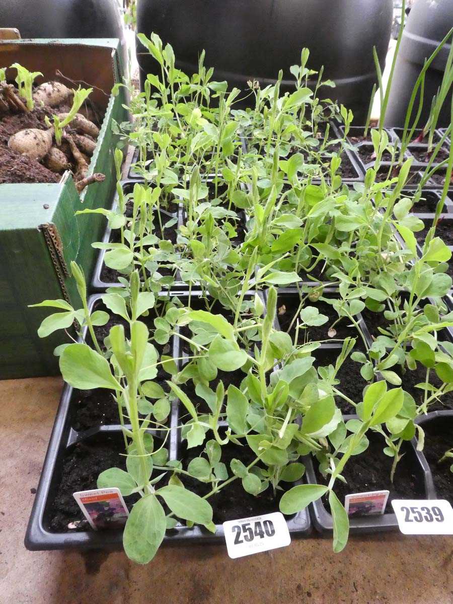 Lot 2540 - 3 trays of mixed sweet peas