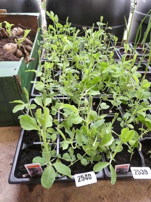 Lot 2540 - 3 trays of mixed sweet peas