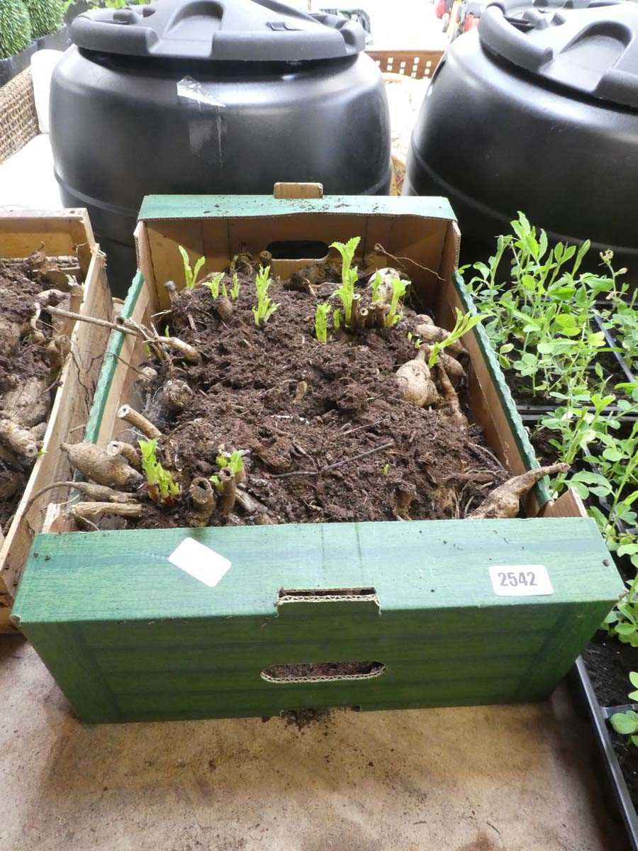 Lot 2542 - Dahlia root system