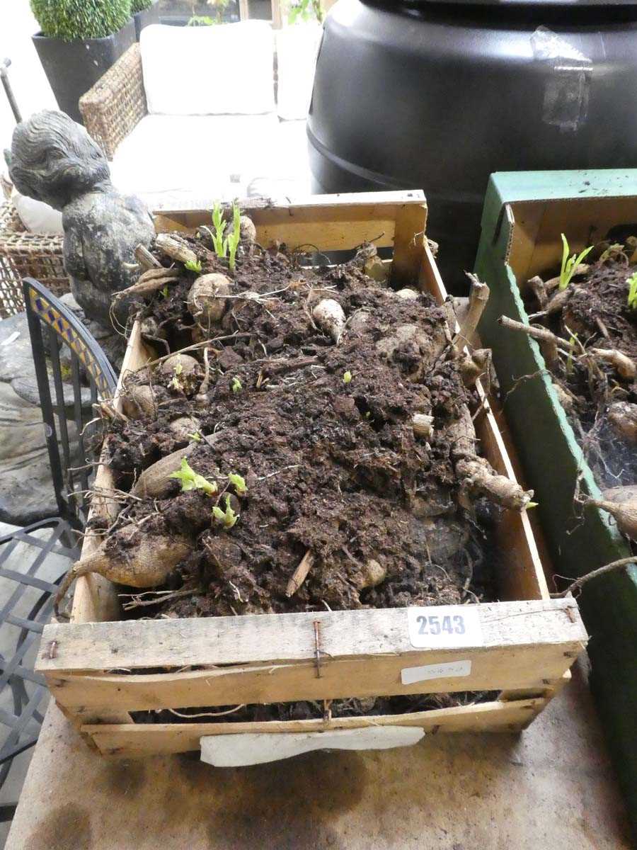 Lot 2543 - Dahlia root system