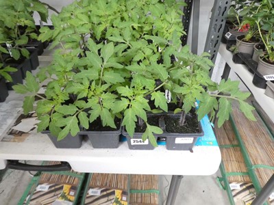Lot 2544 - 2 trays of 12 Money Maker tomato plants