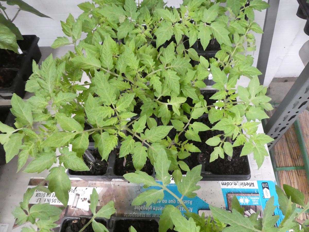 Lot 2545 - 2 trays of 12 Roma tomato plants