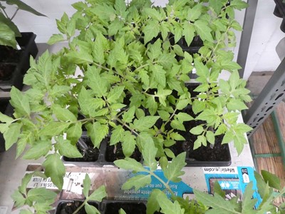 Lot 2545 - 2 trays of 12 Roma tomato plants